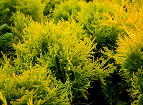 Túje, zerav západní 'Mirjam' - Thuja occidentalis 'Mirjam'