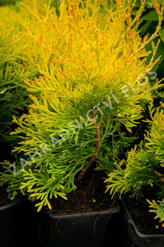 Zerav, túje západní 'Mirjam' - Thuja occidentalis 'Mirjam'