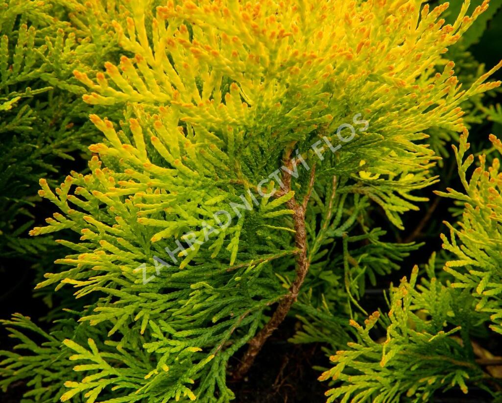 Túje, zerav západní 'Mirjam' - Thuja occidentalis 'Mirjam'