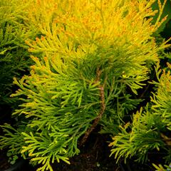 Zerav, túje západní 'Mirjam' - Thuja occidentalis 'Mirjam'
