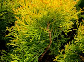 Túje, zerav západní 'Mirjam' - Thuja occidentalis 'Mirjam'