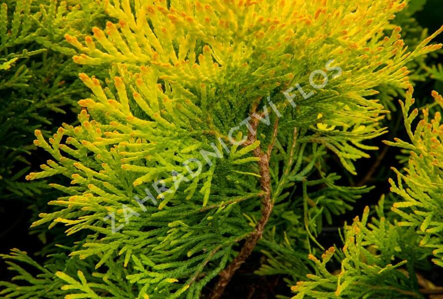 Túje, zerav západní 'Mirjam' - Thuja occidentalis 'Mirjam'