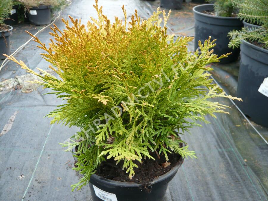 Zerav, túje západní 'Mirjam' - Thuja occidentalis 'Mirjam'