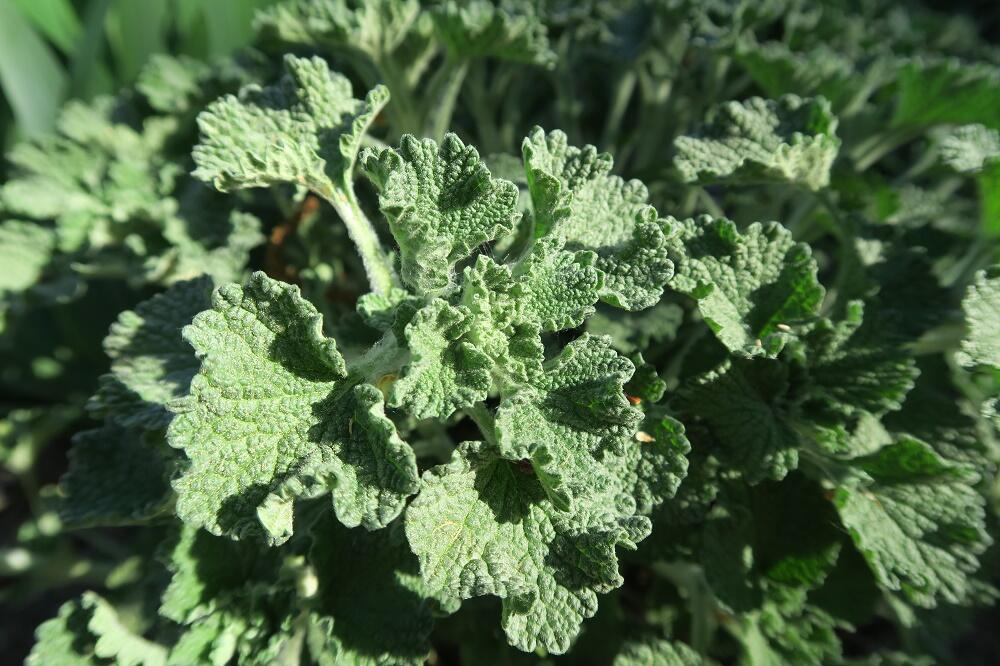 Jablečník obecný - Marrubium vulgare