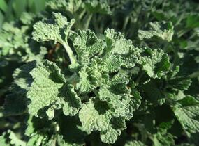 Jablečník obecný - Marrubium vulgare