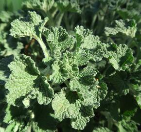 Jablečník obecný - Marrubium vulgare