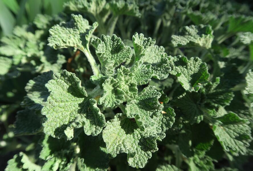 Jablečník obecný - Marrubium vulgare