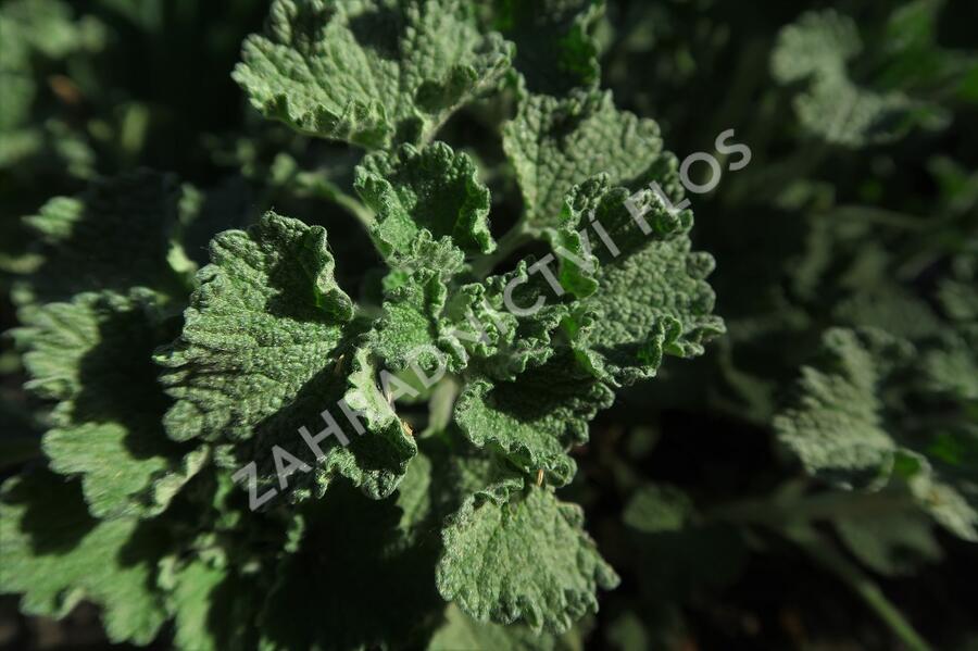 Jablečník obecný - Marrubium vulgare