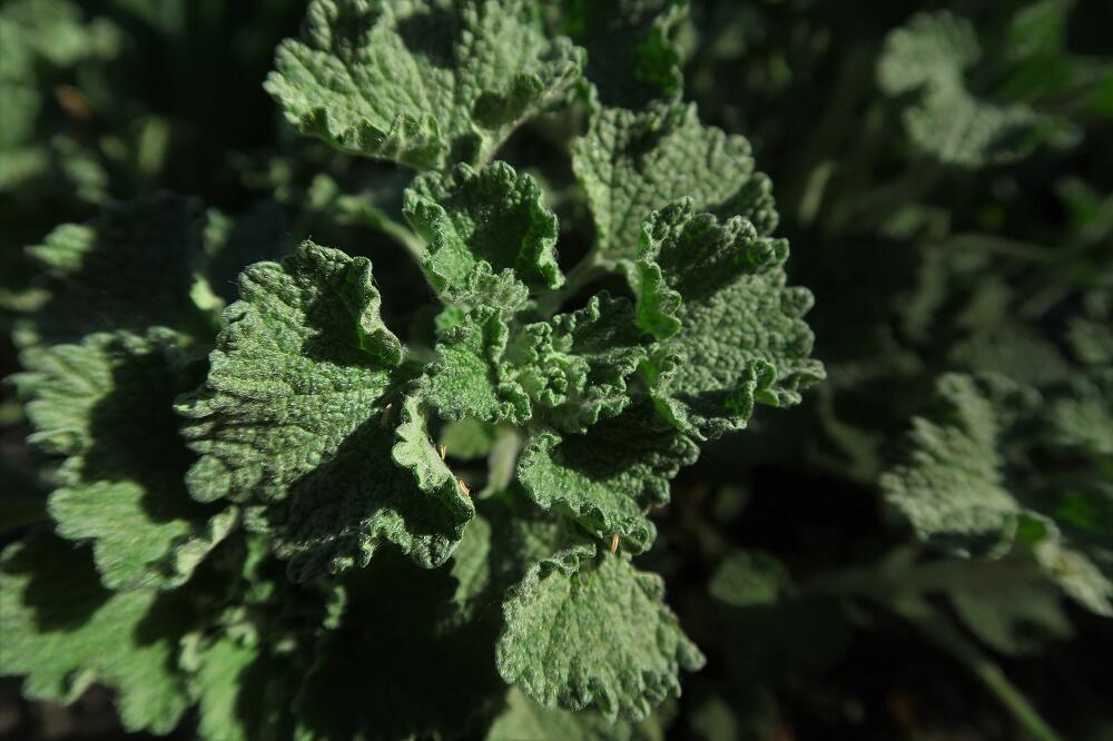 Jablečník obecný - Marrubium vulgare