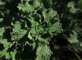 Jablečník obecný - Marrubium vulgare