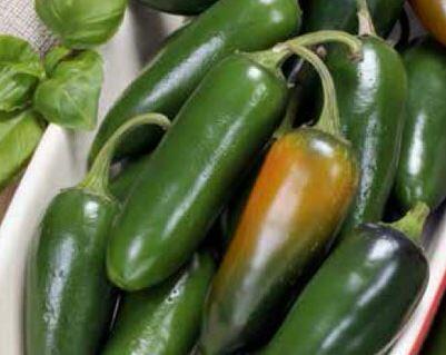 Paprika chilli 'Jalapeňo' - Capsicum annuum 'Jalapeňo'