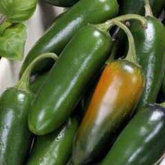 Paprika chilli 'Jalapeňo' - Capsicum annuum 'Jalapeňo'