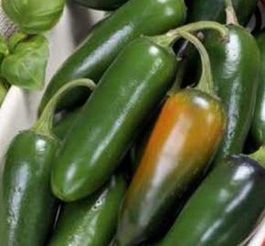 Paprika chilli 'Jalapeňo' - Capsicum annuum 'Jalapeňo'