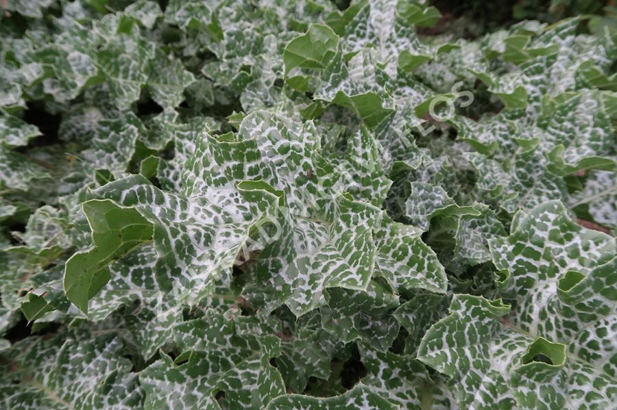 Ostropestřec mariánský - Silybum marianum