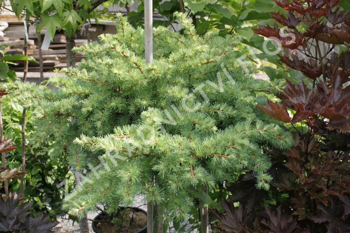 Modřín japonský 'Blue Dwarf' - Larix kaempferi 'Blue Dwarf'