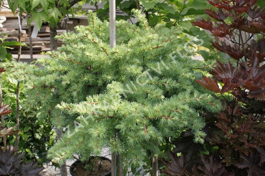 Modřín japonský 'Blue Dwarf' - Larix kaempferi 'Blue Dwarf'