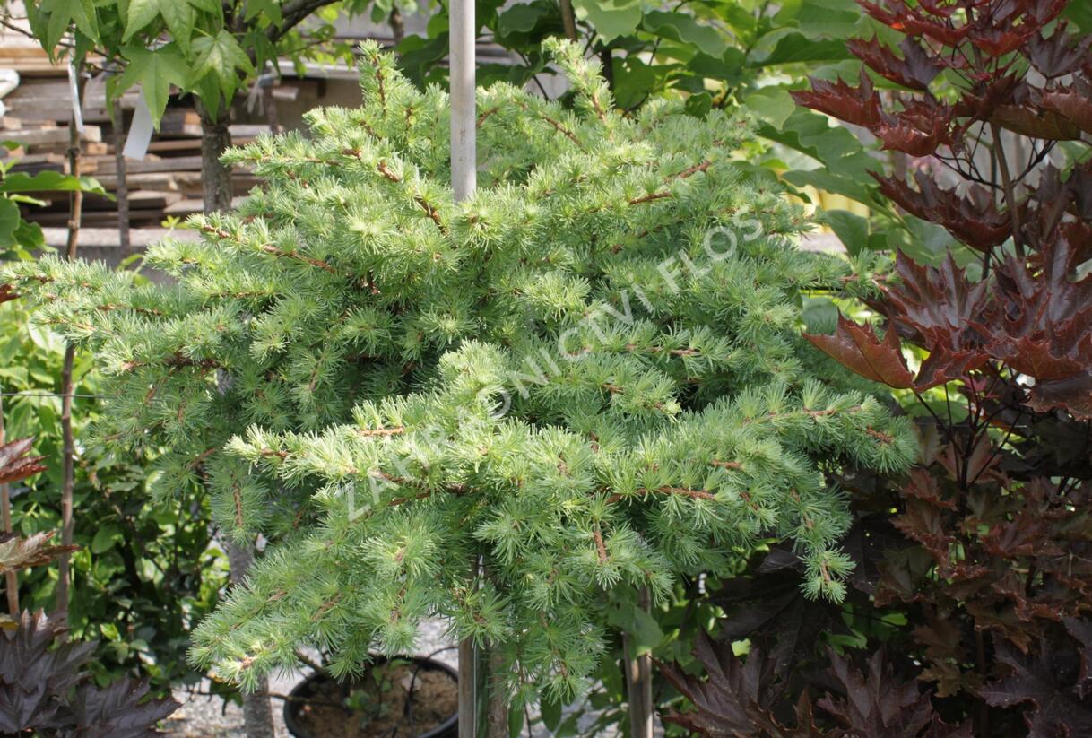 Modřín japonský 'Blue Dwarf' - Larix kaempferi 'Blue Dwarf'