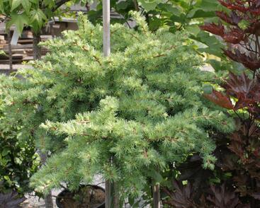 Modřín japonský 'Blue Dwarf'