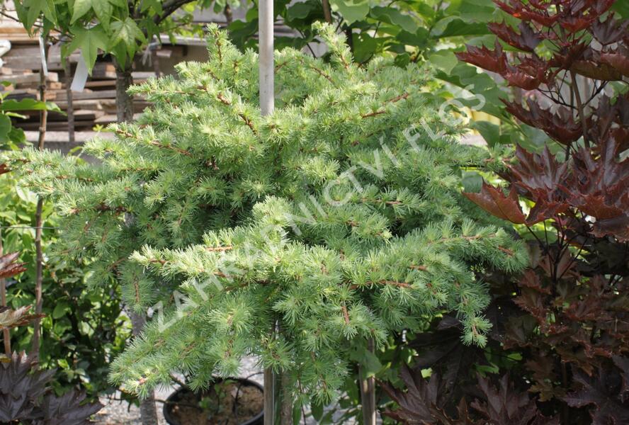 Modřín japonský 'Blue Dwarf' - Larix kaempferi 'Blue Dwarf'