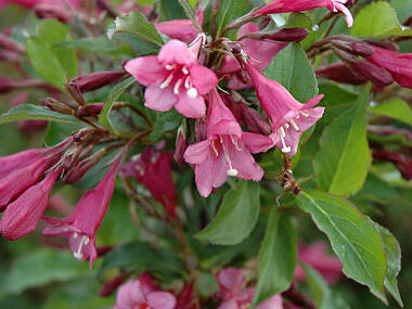 Vajgélie květnatá 'Rumba' - Weigela florida 'Rumba'