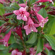 Vajgélie květnatá 'Rumba' - Weigela florida 'Rumba'