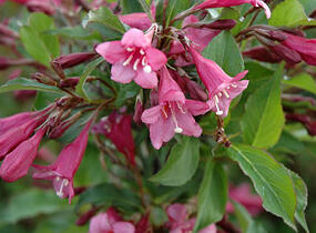 Vajgélie květnatá 'Rumba' - Weigela florida 'Rumba'