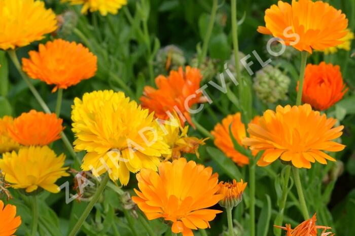 Měsíček lékařský - Calendula officinalis