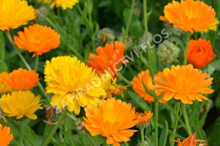 Měsíček lékařský - Calendula officinalis