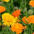 Měsíček lékařský - Calendula officinalis