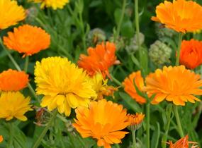 Měsíček lékařský - Calendula officinalis