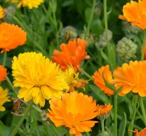 Měsíček lékařský - Calendula officinalis