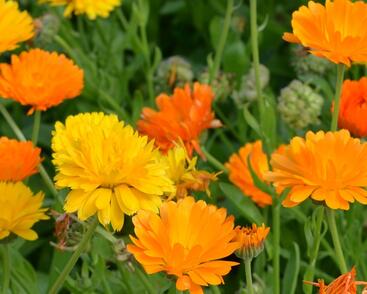 Měsíček lékařský