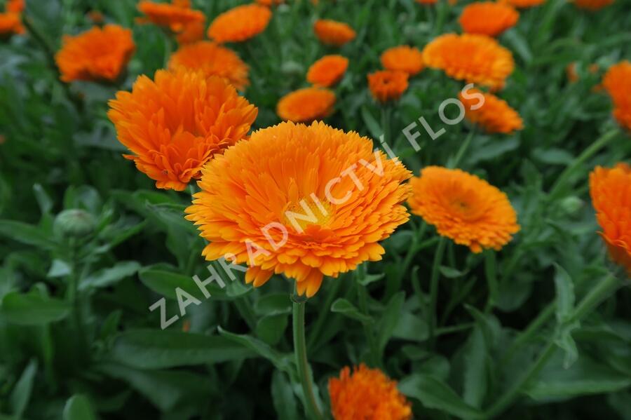 Měsíček lékařský - Calendula officinalis