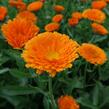 Měsíček lékařský - Calendula officinalis