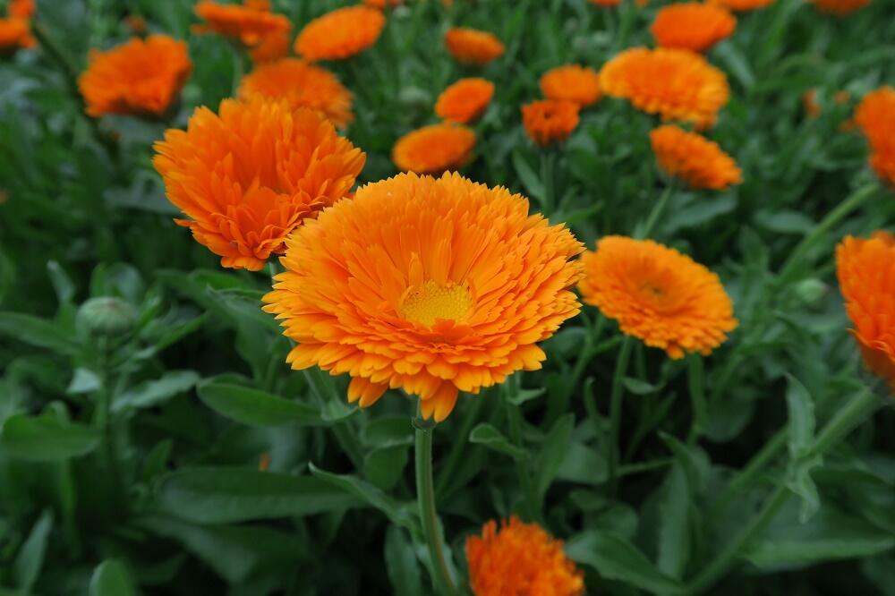 Měsíček lékařský - Calendula officinalis