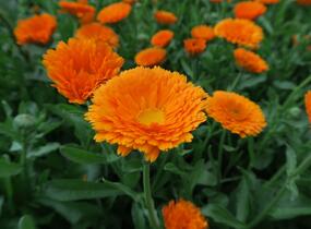 Měsíček lékařský - Calendula officinalis