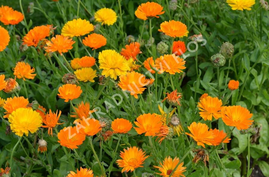 Měsíček lékařský - Calendula officinalis
