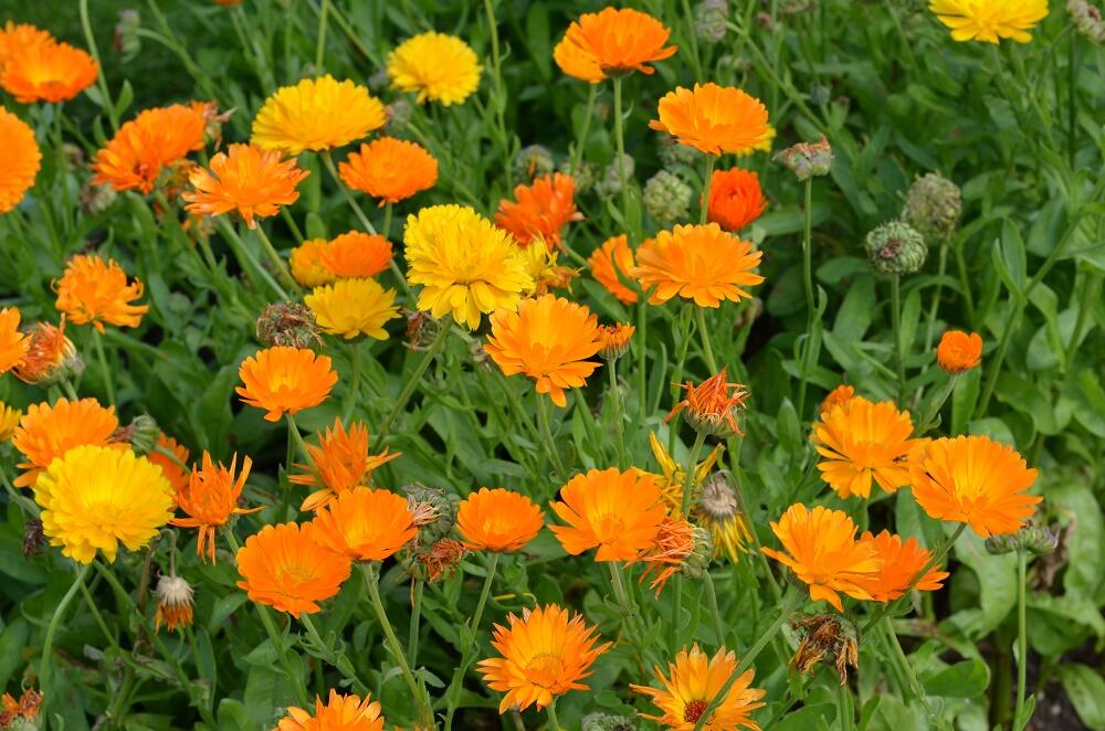 Měsíček lékařský - Calendula officinalis