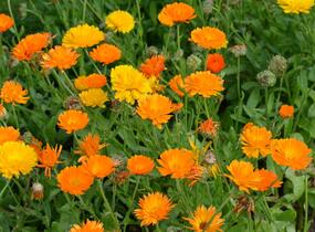Měsíček lékařský - Calendula officinalis