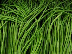 Vigna čínská 'Metro' - Vigna sinensis 'Metro'