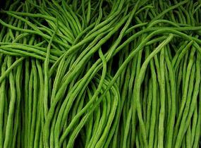 Vigna čínská 'Metro' - Vigna sinensis 'Metro'