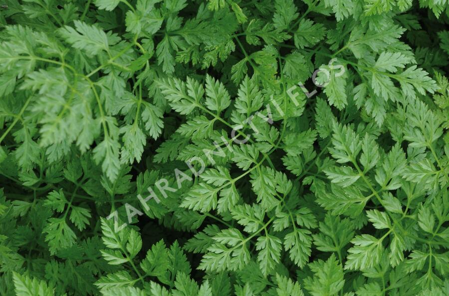 Kerblík třebule - Anthriscus cerefolium