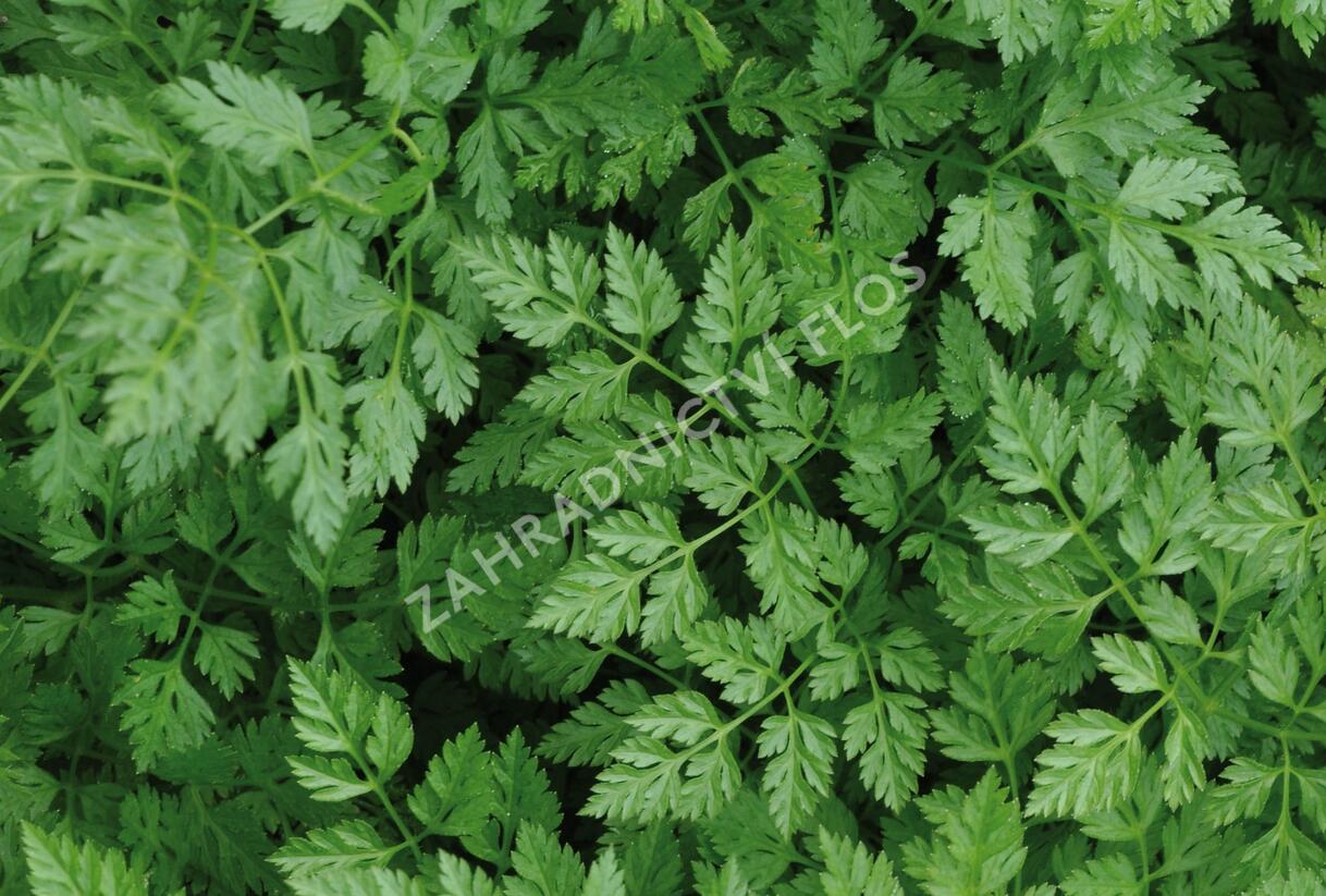 Kerblík třebule - Anthriscus cerefolium