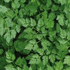 Kerblík třebule - Anthriscus cerefolium