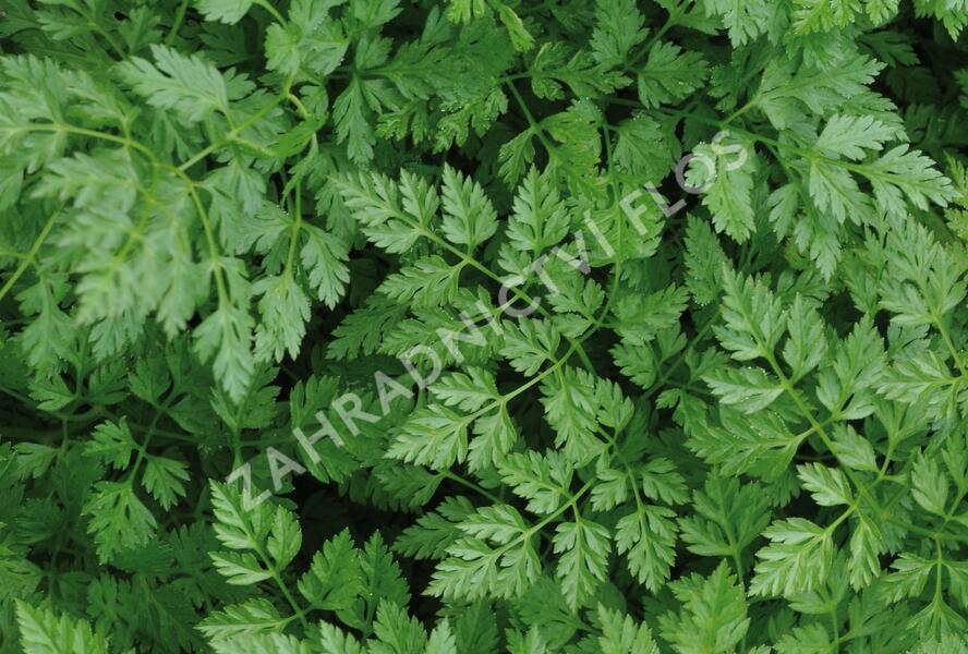 Kerblík třebule - Anthriscus cerefolium
