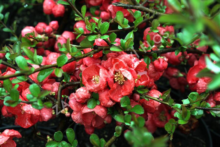 Kdoulovec nádherný 'Texas Scarlet' - Chaenomeles superba 'Texas Scarlet'