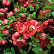 Kdoulovec nádherný 'Texas Scarlet' - Chaenomeles superba 'Texas Scarlet'