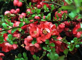 Kdoulovec nádherný 'Texas Scarlet' - Chaenomeles superba 'Texas Scarlet'