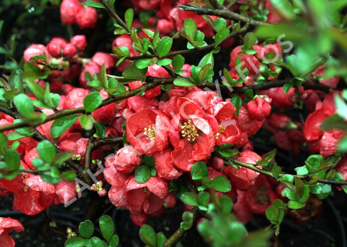 Kdoulovec nádherný 'Texas Scarlet' - Chaenomeles superba 'Texas Scarlet'