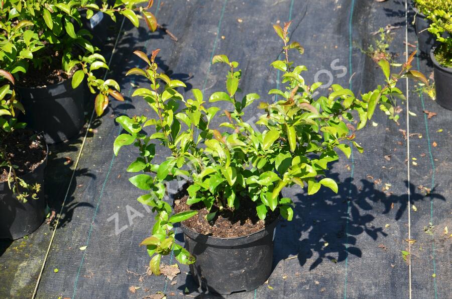 Kdoulovec nádherný 'Texas Scarlet' - Chaenomeles superba 'Texas Scarlet'